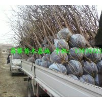 供應(yīng)櫻桃樹 櫻桃苗