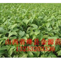 供應(yīng) 花椒苗 棗樹苗 柿子苗