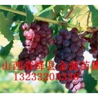 供應(yīng)李子苗 葡萄苗 鈣果苗 櫻桃苗