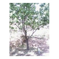 供應(yīng)桃樹(shù)，杏樹(shù)，柿子樹(shù)，蘋果樹(shù)，山楂樹(shù)，櫻桃樹(shù)，核桃樹(shù)