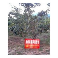 供應(yīng)山楂樹，觀賞山楂樹，山西優(yōu)質(zhì)山楂樹