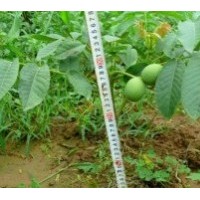 供應(yīng)核桃苗 山西核桃苗 香菱核桃苗 8518核桃苗，晉龍核桃苗