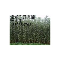 蘋果苗速生楊山楂樹杏樹供應(yīng)