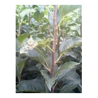 供應寒富蘋果苗