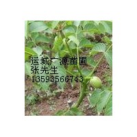 核桃苗;山西核桃苗低價(jià)出售