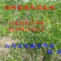 大量供應(yīng)4、5、6公分棗樹/7、8、10公分棗樹批發(fā)--質(zhì)優(yōu)價廉