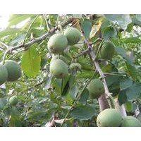 魯光核桃苗，山東魯光核桃苗