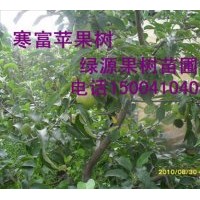 批發(fā)寒富蘋果苗