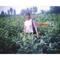 供板栗嫁接苗、板栗實生苗