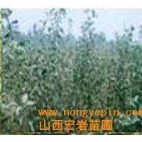 供應(yīng)核桃苗，山楂苗，櫻桃苗，葡萄苗，棗苗