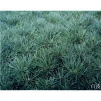 特供山西蘋果苗 紫穗槐苗 刺槐苗 白皮松小苗 花椒苗