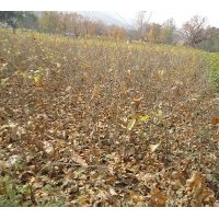 大量供應(yīng)板栗苗