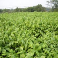 山東泰山子豪苗木合作社供應(yīng)：核桃苗 板栗苗 草莓苗 桃樹(shù)苗 梨樹(shù)