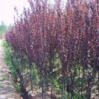 大量供應桃樹，杏樹，梨樹，蘋果樹等果樹。海棠，紅葉李等綠化樹