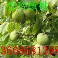 山東核桃苗，核桃苗品種