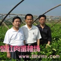 錦盛紅心蜜柚苗木熱賣