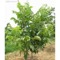 新品種薄皮核桃苗