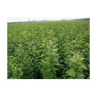 大量供應(yīng)*****棠梨實(shí)生苗 皂角苗