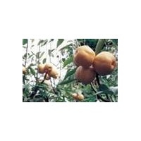 供應桃樹 杏樹