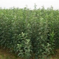 蘋果苗-蘋果樹苗-蘋果苗價(jià)格