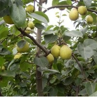 梨樹苗-梨苗價(jià)格-山東梨樹苗