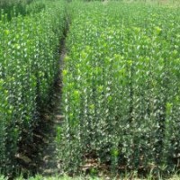 北海道-季風(fēng)北海道樹苗-北海道綠化苗