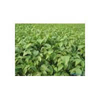 出售大量綠化苗木占地苗蘋果苗,山楂苗,核桃苗