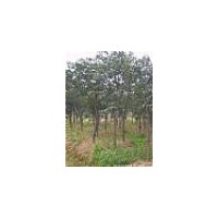 供1-15公分蘋果樹 山楂樹 柿子樹 梨樹苗 核桃樹