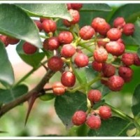 花椒樹苗