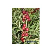 今年供應(yīng)鈣果苗，黃連木,文冠果苗，核桃苗