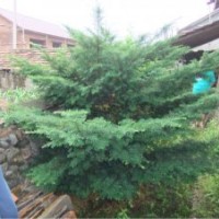 出售各種規(guī)格紅豆杉/黃菠蘿/五角楓/葡萄苗