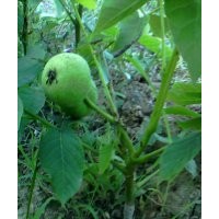 嫁接核桃苗，蘋果苗，桃樹(shù)苗，山楂苗