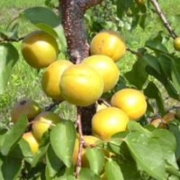 優(yōu)質(zhì)金太陽杏樹苗