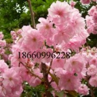 木瓜苗，長(zhǎng)俊，靜香，羅扶，紅寶石。