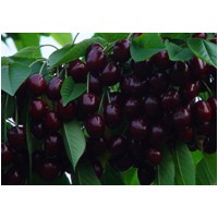 北方大櫻桃苗供應 山東大櫻桃苗