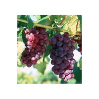葡萄苗價格