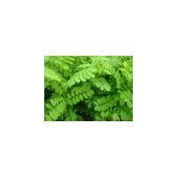 供應(yīng)花椒苗價格