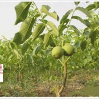 山西優(yōu)質(zhì)薄皮核桃苗