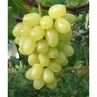 優(yōu)質(zhì)葡萄苗