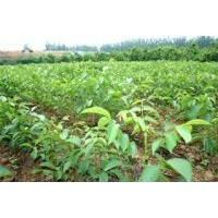 供應(yīng)核桃苗