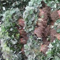 山東草莓苗云南草莓苗北京草莓苗天津草莓苗