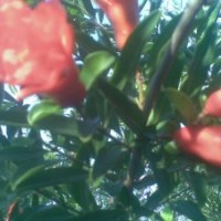 售1---5公分獨桿石榴樹