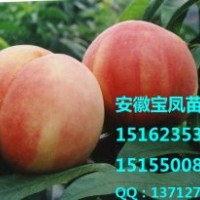 安徽寶鳳苗木寶鳳一號桃樹苗新品種價格