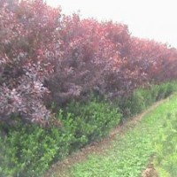 長期供應(yīng)紫葉李 紫葉矮櫻