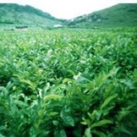 3公分板栗苗占地板栗苗 板栗苗品種