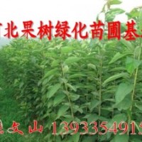常年出售大櫻桃苗，梨樹苗，桃樹苗，蘋果樹苗-要的速聯(lián)系