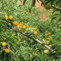 遼寧葡萄苗，沈陽李子苗，通遼果樹苗，出售赤峰貝達(dá)苗