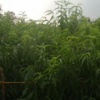 供應(yīng)核桃苗，山楂苗，蘋果苗，梨樹苗，桃樹苗，櫻桃苗