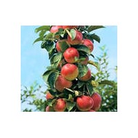 蘋果樹，山楂樹，核桃樹、櫻桃樹