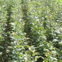 供應(yīng)山桃苗花椒苗核桃苗柿子苗蘋果苗